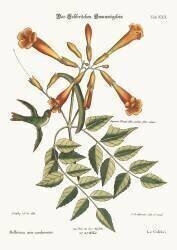 Le colibri (Mark Catesby) - Muzeo.com