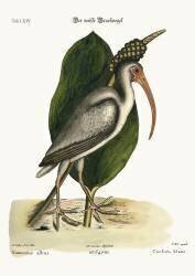Le Courlis blanc (Mark Catesby) - Muzeo.com