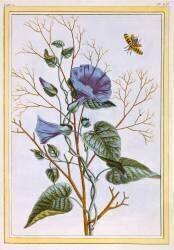 Le Grand Liseron Violet (Pierre-Joseph Buchoz) - Muzeo.com