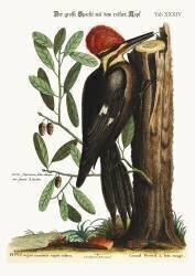 Le grand pic à crête rouge (Mark Catesby) - Muzeo.com