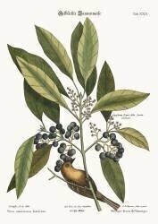 Le grimpereau des pins (Mark Catesby) - Muzeo.com