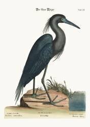 Le héron bleu (Mark Catesby) - Muzeo.com