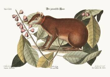 Le lièvre de Java (Mark Catesby) - Muzeo.com