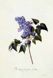Le lilas pourpre foncé (Georg Dionysius Ehret) - Muzeo.com