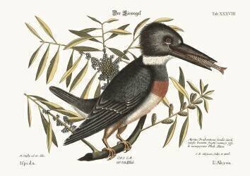 Le martin-pêcheur (Mark Catesby) - Muzeo.com