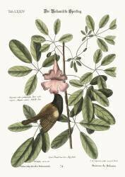 Le moineau des Bahamas (Mark Catesby) - Muzeo.com