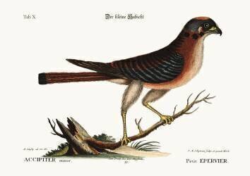 Le petit Faucon (Mark Catesby) - Muzeo.com