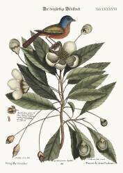 Le pinçon de trois couleurs (Mark Catesby) - Muzeo.com