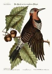 Le piverd à ailes dorées (Mark Catesby) - Muzeo.com