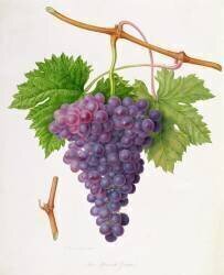 Le raisin de Poonah (William Hooker) - Muzeo.com