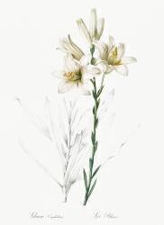 Lilium Candidum (Pierre Joseph Redouté) - Muzeo.com