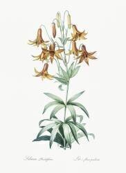 Lilium Penduliflorum (Pierre Joseph Redouté) - Muzeo.com
