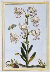 Lilium superbum (Pierre-Joseph Buchoz) - Muzeo.com