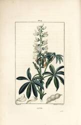 Lupin - Lupin blanc (Pierre Jean Francois Turpin) - Muzeo.com