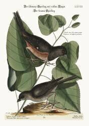 Moineau brun (Mark Catesby) - Muzeo.com