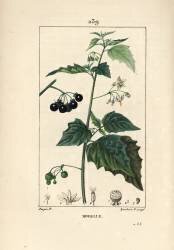 Morelle noire (Pierre Jean Francois Turpin) - Muzeo.com