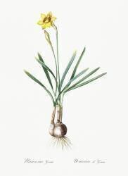 Narcissus Gouani (Pierre Joseph Redouté) - Muzeo.com