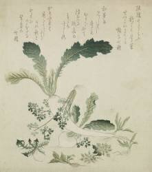 Navet et radis (Hokusai) - Muzeo.com