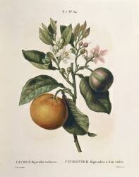 Orange amère (Pierre Joseph Redouté) - Muzeo.com