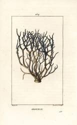 Orseille (Pierre Jean Francois Turpin) - Muzeo.com