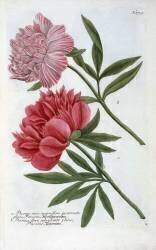 Paeonia de l'ouvrage Phytanthoza Iconographia de Johann Wilhelm Weinmann (Georg Dionysius Ehret) - Muzeo.com