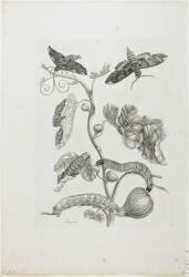 Papillons (Maria Sibylla Graff Merian) - Muzeo.com