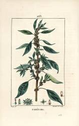 Parietaire officinale (Pierre Jean Francois Turpin) - Muzeo.com