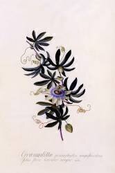 Passiflora 