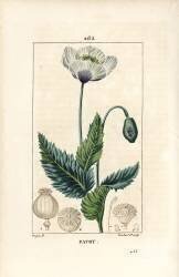 Pavot (Pierre Jean Francois Turpin) - Muzeo.com