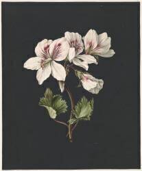 Pelargonium album bicolor (M. de Gijselaar) - Muzeo.com
