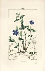 Pervenche (Ernestine Panckoucke) - Muzeo.com
