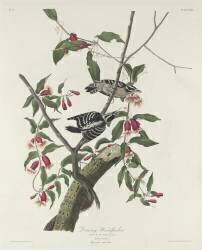 Pic mineur (John James Audubon) - Muzeo.com