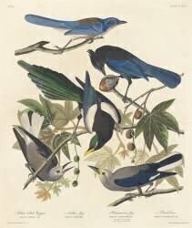 Pie à bec jaune (John James Audubon) - Muzeo.com