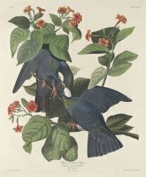 Pigeon à couronne blanche (John James Audubon) - Muzeo.com