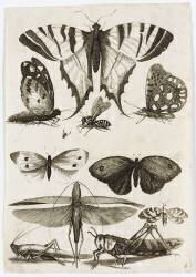 Planche d'insectes (anonyme) - Muzeo.com
