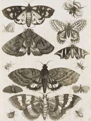 Planche d'insectes (anonyme) - Muzeo.com