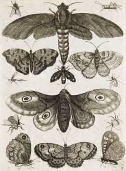 Planche d'insectes (anonyme) - Muzeo.com