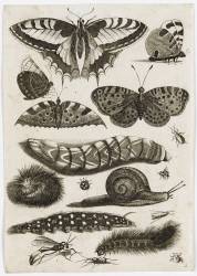 Planche d'insectes : papillons (anonyme) - Muzeo.com