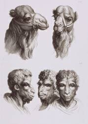 Planches 17 a et 17 b : deux têtes de chameaux et trois têtes d'hommes en relation avec le chameau (Charles Le Brun) - Muzeo.com