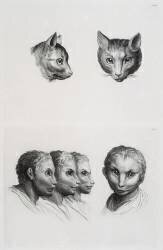 Planches 18 a et 18 b : deux têtes de chats et trois têtes d'hommes en relation avec le chats (Charles Le Brun) - Muzeo.com