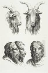 Planches 21 a et 21 b : deux têtes de bouc et trois têtes d'hommes en relation avec le bouc (Charles Le Brun) - Muzeo.com