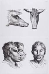 Planches 22 a et 22 b : deux têtes de cochon et trois têtes d'hommes en relation avec le cochon (Charles Le Brun) - Muzeo.com