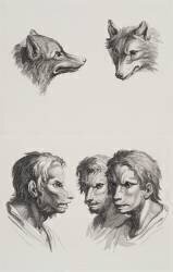 Planches 27 a et 27 b : deux têtes de loups et trois têtes d'hommes en relation avec le loups (Charles Le Brun) - Muzeo.com