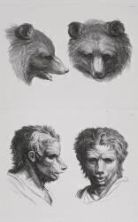 Planches 29 a et 29 b : deux têtes d'ours et deux têtes d'hommes en relation avec l'ours (Charles Le Brun) - Muzeo.com