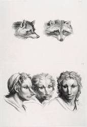 Planches 31 a et 31 b : deux têtes de renard et trois têtes d'hommes en relation avec le renard (Charles Le Brun) - Muzeo.com