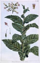Plante de tabac (Pierre-Joseph Buchoz) - Muzeo.com