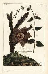 Plante étoile de mer (Dupin) - Muzeo.com