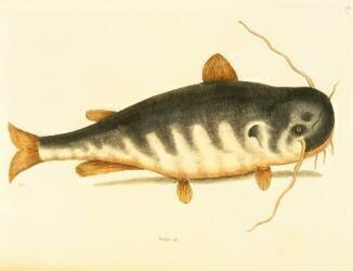 Poisson-chat (Mark Catesby) - Muzeo.com