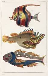 Poissons exotiques des Moluques (anonyme) - Muzeo.com