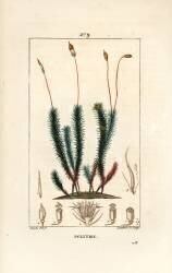 Polytrichum commun (Pierre Jean Francois Turpin) - Muzeo.com